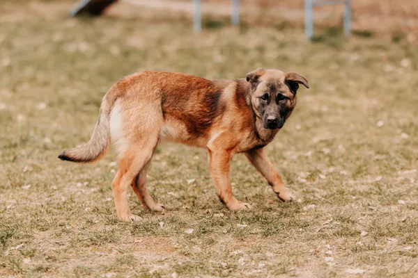 Pies do adopcji, Czartki, 28 lutego 2025 (1/4)