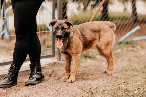 Pies do adopcji, Czartki, 28 lutego 2025 (4/4)