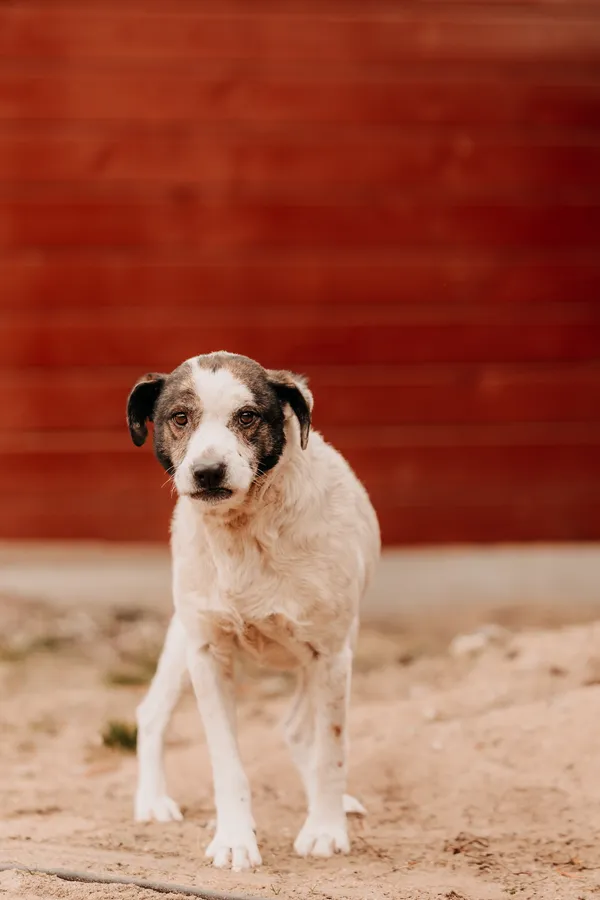 Pies do adopcji, Czartki, 28 lutego 2025 (4/5)