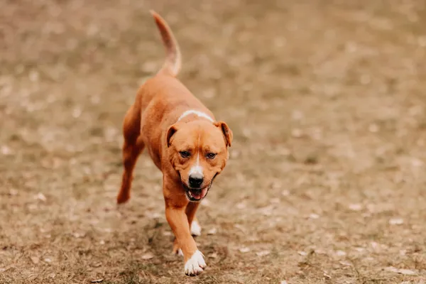 Pies do adopcji, Czartki, 28 lutego 2025 (2/5)