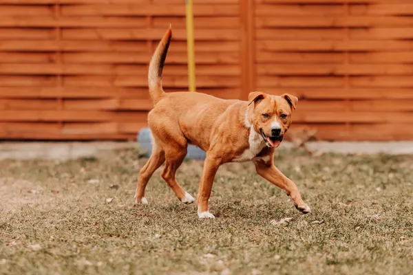 Pies do adopcji, Czartki, 28 lutego 2025 (4/5)