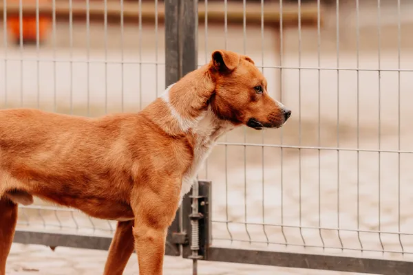 Pies do adopcji, Czartki, 28 lutego 2025 (5/5)