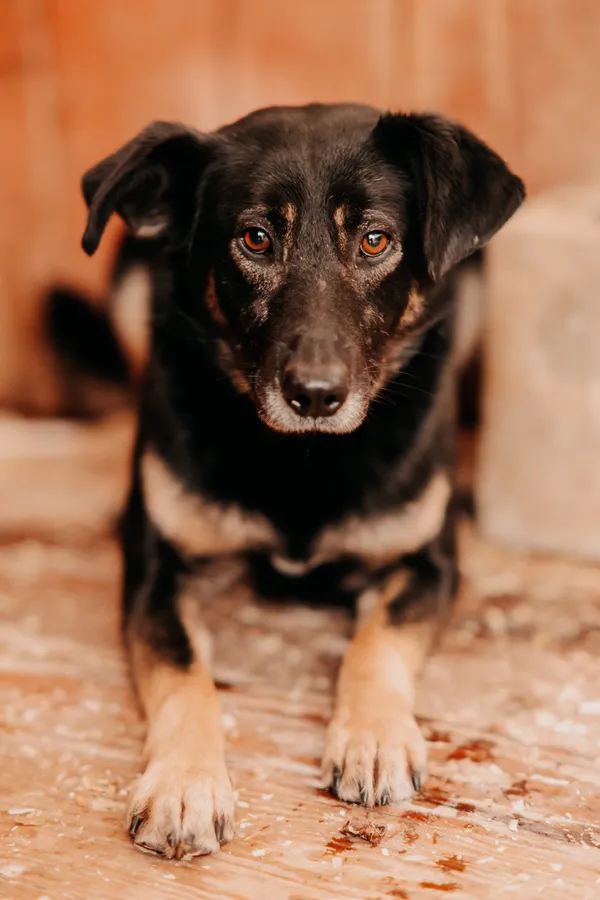 Pies do adopcji, Czartki, 28 lutego 2025 (1/2)