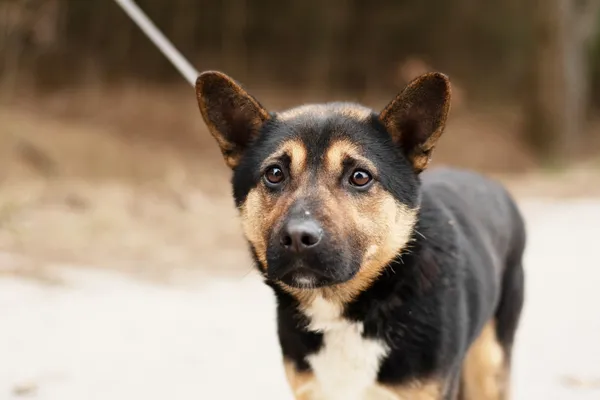 Pies do adopcji, Nowodwór, 28 lutego 2025 (4/5)