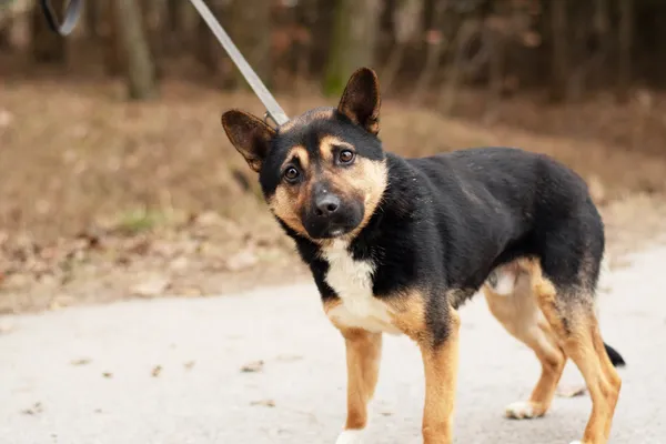 Pies do adopcji, Nowodwór, 28 lutego 2025 (5/5)