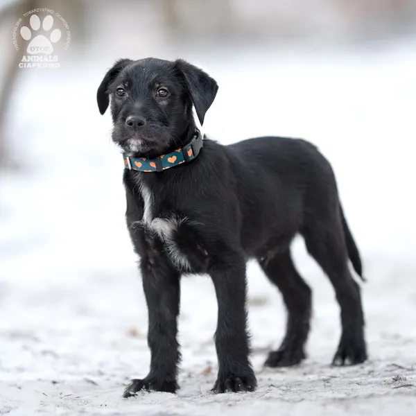 Pies do adopcji, Gdynia, 28 lutego 2025 (3/4)