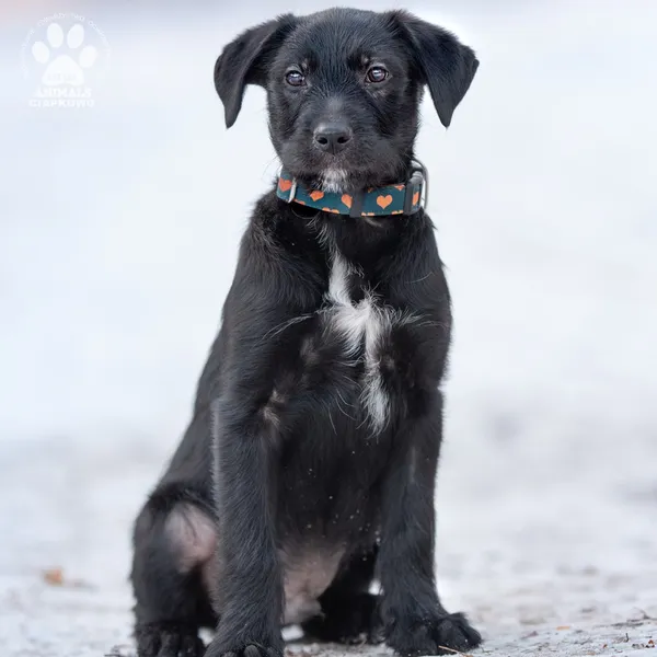 Pies do adopcji, Gdynia, 28 lutego 2025 (4/4)