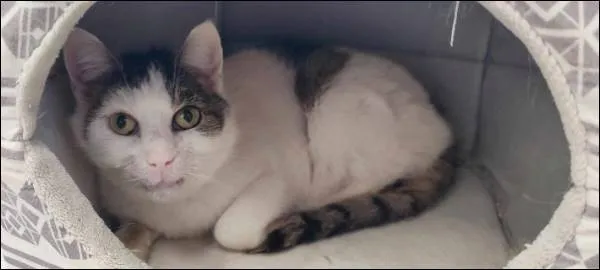 Znaleziono kota, Grudziądz, 11 grudnia 2024