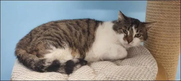 Znaleziono kota, Grudziądz, 6 listopada 2024