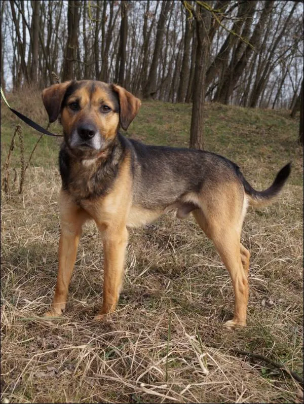 Znaleziono psa, Grudziądz, 27 stycznia 2025