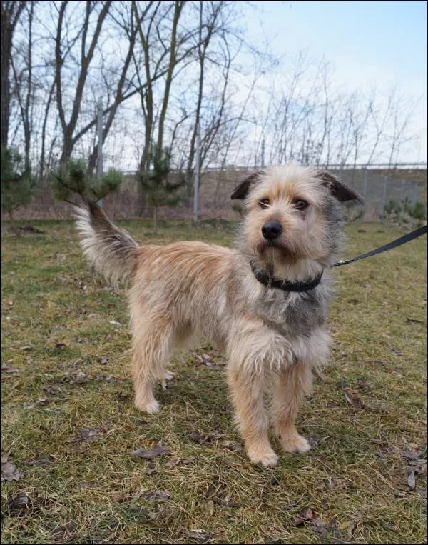 Znaleziono psa, Grudziądz, 14 stycznia 2025