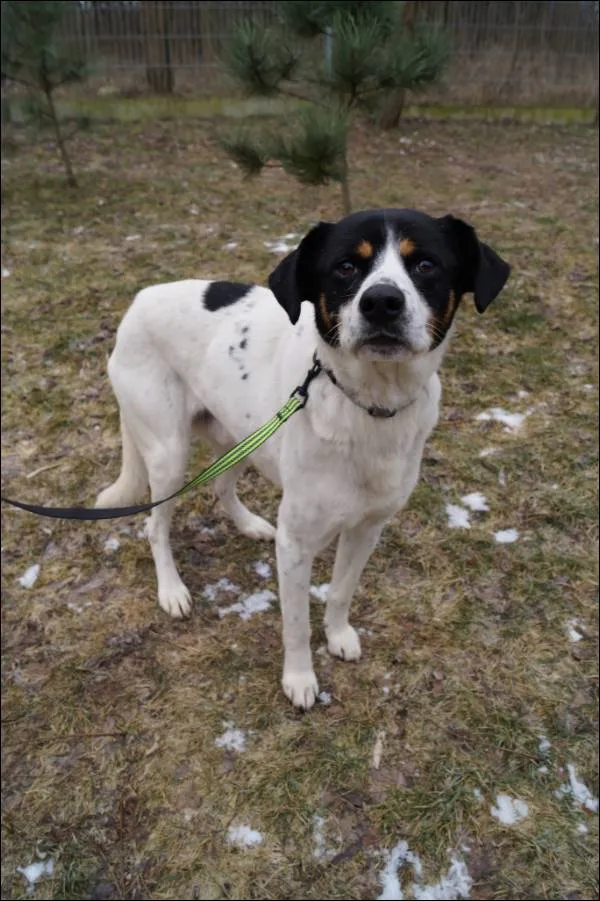 Znaleziono psa, Grudziądz, 24 stycznia 2025