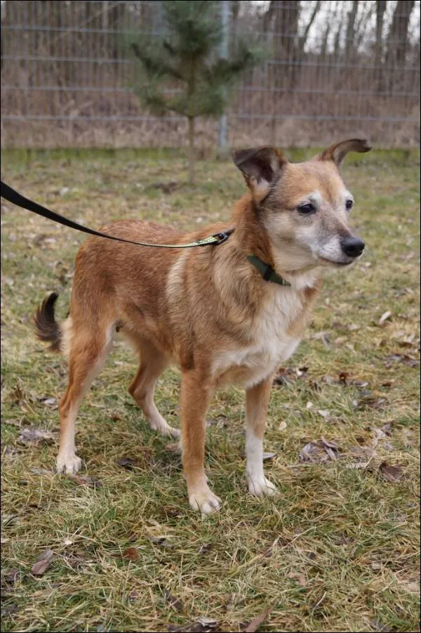 Znaleziono psa, Grudziądz, 16 grudnia 2024