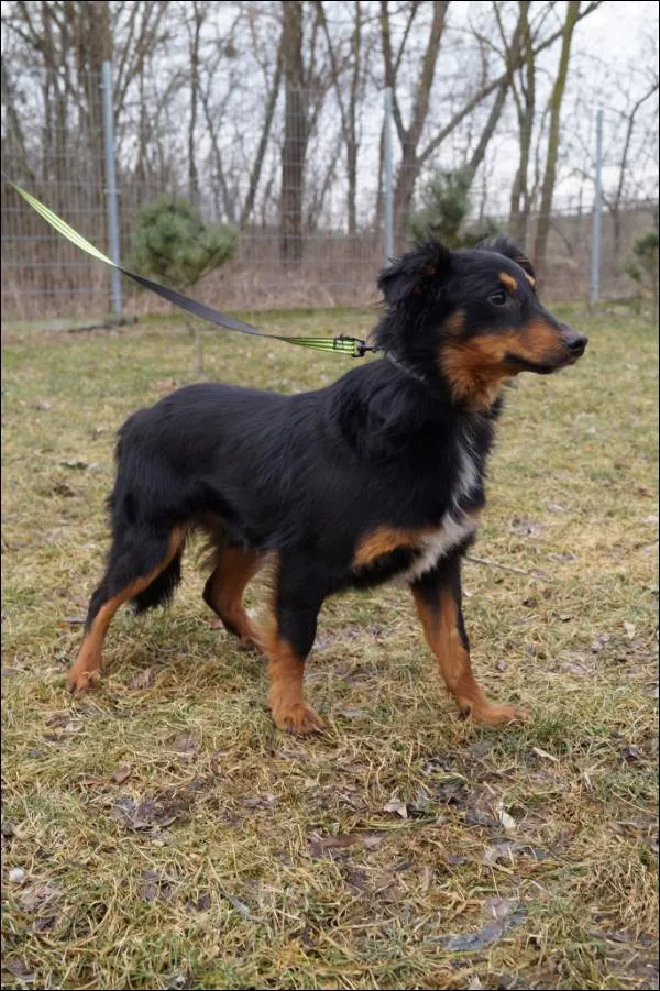 Znaleziono psa, Grudziądz, 16 grudnia 2024