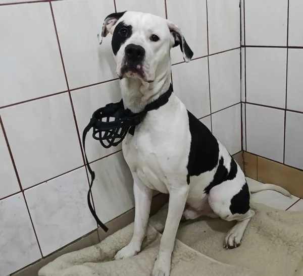 Znaleziono psa, Toruń, 26 lutego 2025