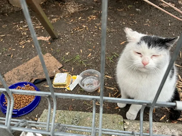 Znaleziono kota, Łódź, 28 lutego 2025