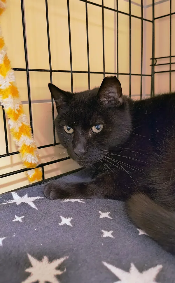 Kot do adopcji, Gdynia, 28 lutego 2025 (3/3)