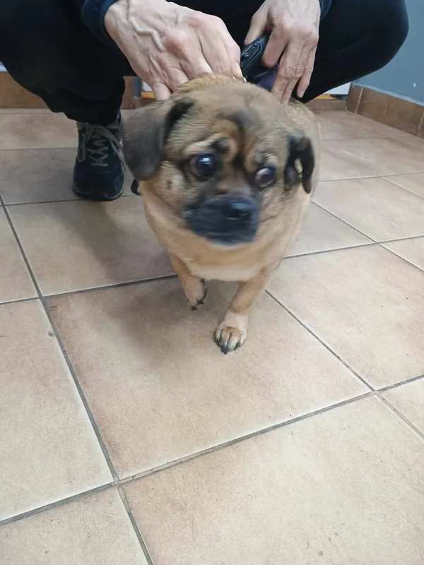 Znaleziono psa, Sosnowiec, 28 lutego 2025 (1/2)