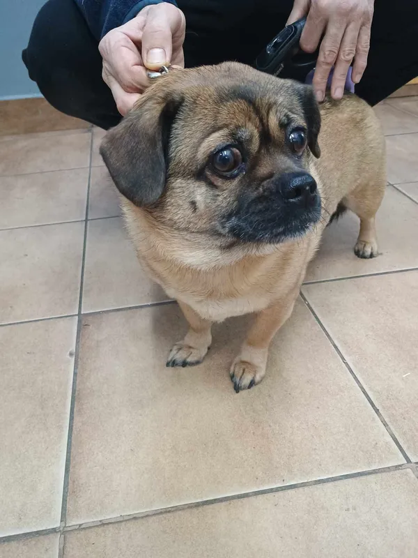 Znaleziono psa, Sosnowiec, 28 lutego 2025 (2/2)