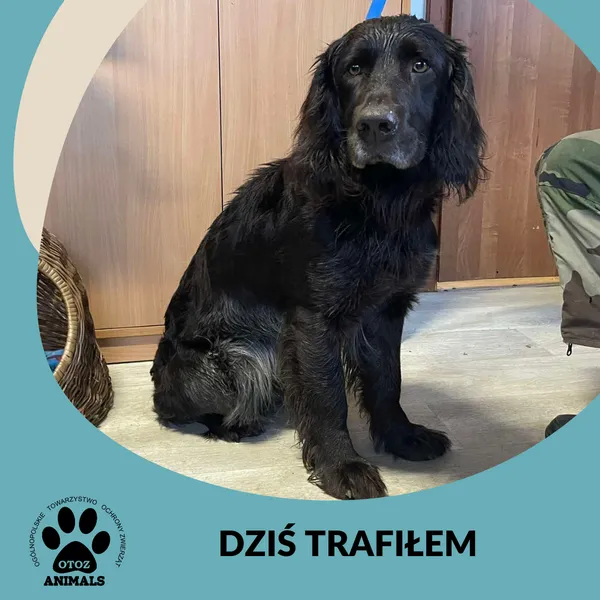 Znaleziono psa, Dąbrówka, 28 lutego 2025 (2/2)