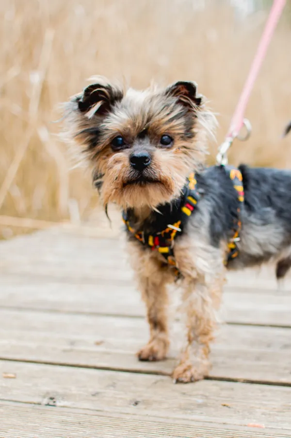 Znaleziono psa, Sosnowiec, 28 lutego 2025 (1/3)