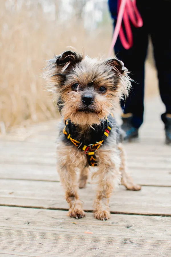 Znaleziono psa, Sosnowiec, 28 lutego 2025 (2/3)