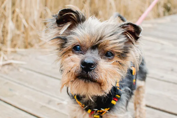 Znaleziono psa, Sosnowiec, 28 lutego 2025 (3/3)