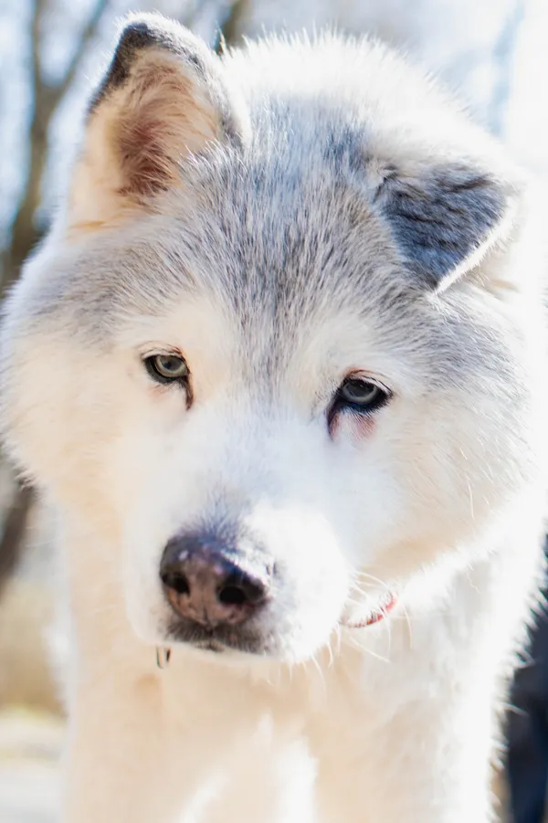 Znaleziono psa, Sosnowiec, 28 lutego 2025 (2/5)