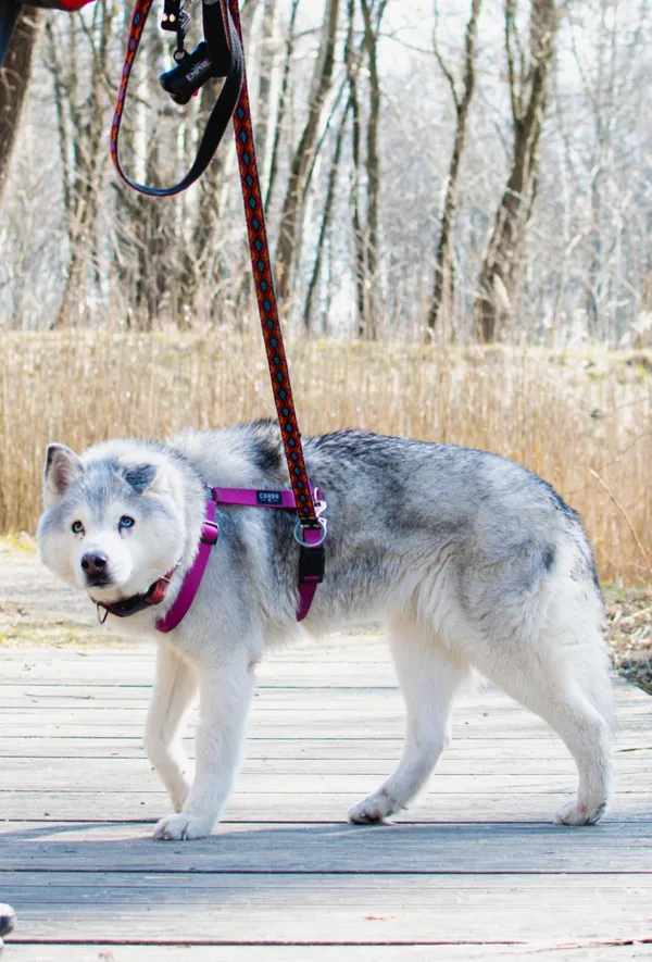 Znaleziono psa, Sosnowiec, 28 lutego 2025 (3/5)