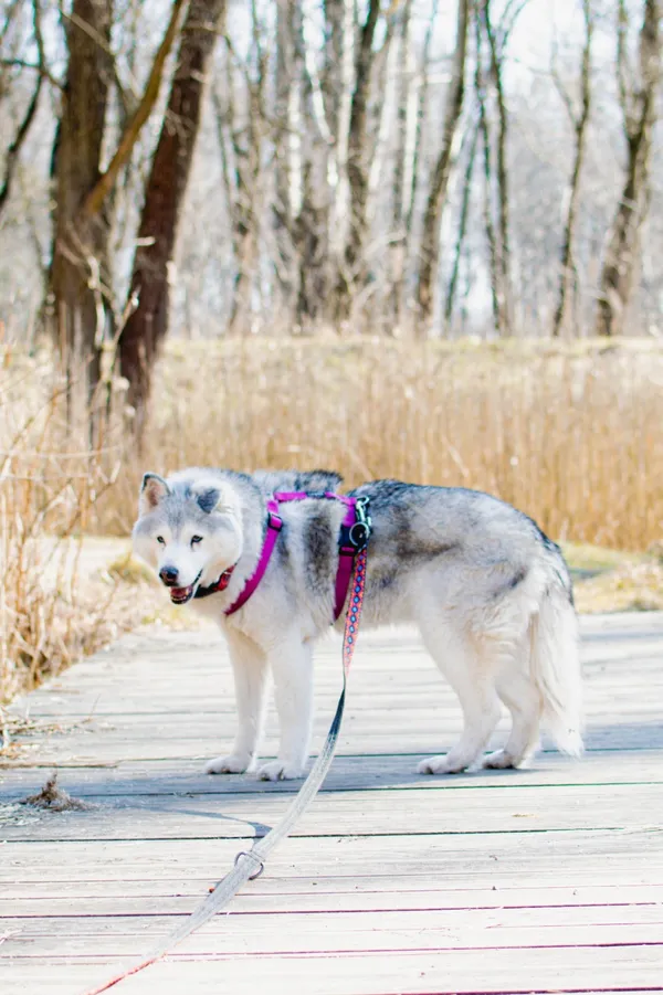 Znaleziono psa, Sosnowiec, 28 lutego 2025 (4/5)