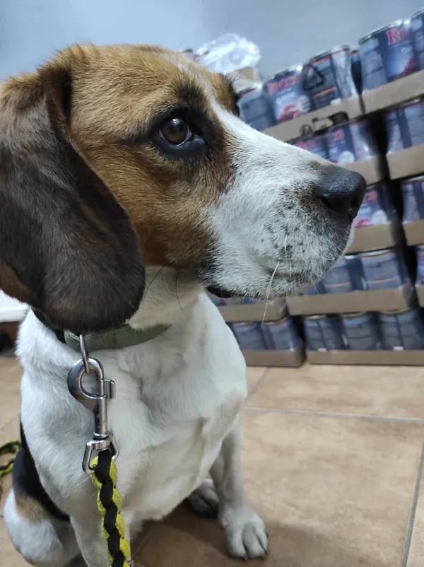 Znaleziono psa, Sosnowiec, 27 lutego 2025