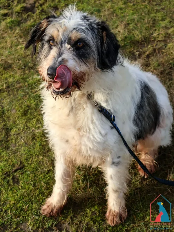 Pies do adopcji, Grudziądz, 15 stycznia 2022 (3/5)