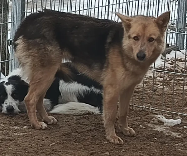 Znaleziono psa, Pieckowo, 25 lutego 2025 (1/2)