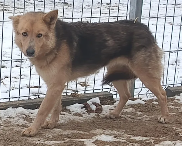 Znaleziono psa, Pieckowo, 25 lutego 2025 (2/2)