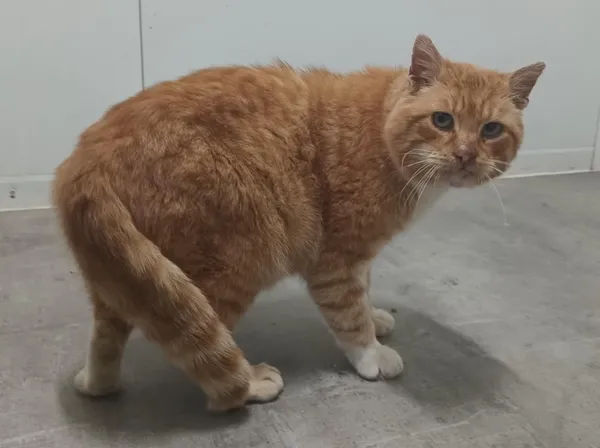 Znaleziono kota, Pieckowo, 25 lutego 2025 (1/2)