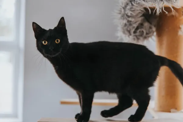 Kot do adopcji, Piła, 14 czerwca 2024