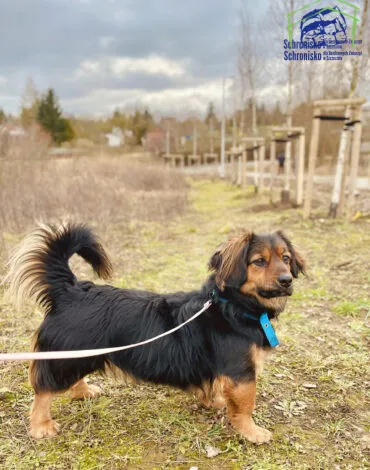 Pies do adopcji, Szczecin, 1 marca 2025 (3/3)