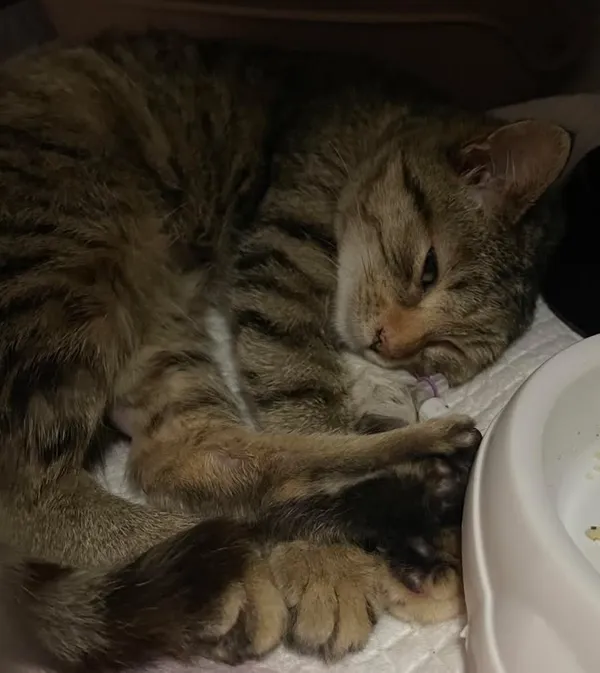 Znaleziono kota, Lublin, 28 lutego 2025