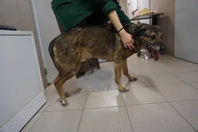 Pies do adopcji, Kraków, 14 lutego 2025