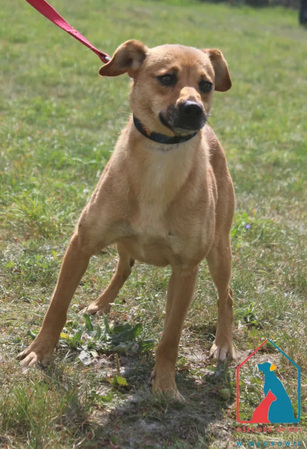 Pies do adopcji, Grudziądz, 14 sierpnia 2024