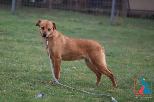 Pies do adopcji, Grudziądz, 14 sierpnia 2024 (3/5)
