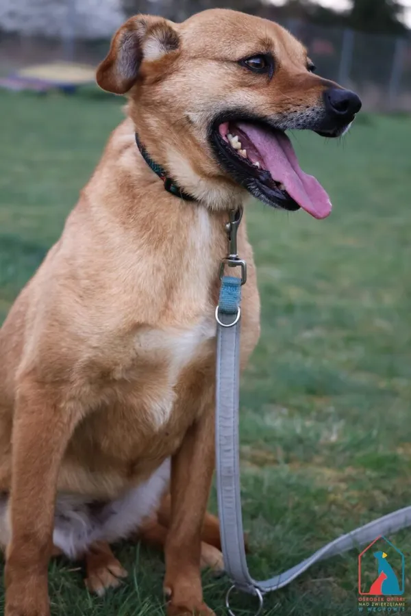 Pies do adopcji, Grudziądz, 14 sierpnia 2024 (5/5)