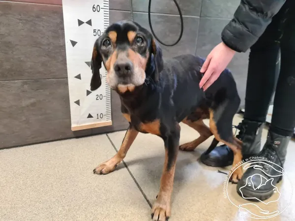 Znaleziono psa, Chełmek, 28 lutego 2025