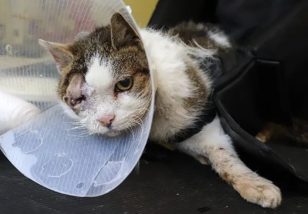 Znaleziono kota, Łódź, 1 marca 2025 (1/2)