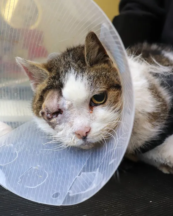 Znaleziono kota, Łódź, 1 marca 2025 (2/2)