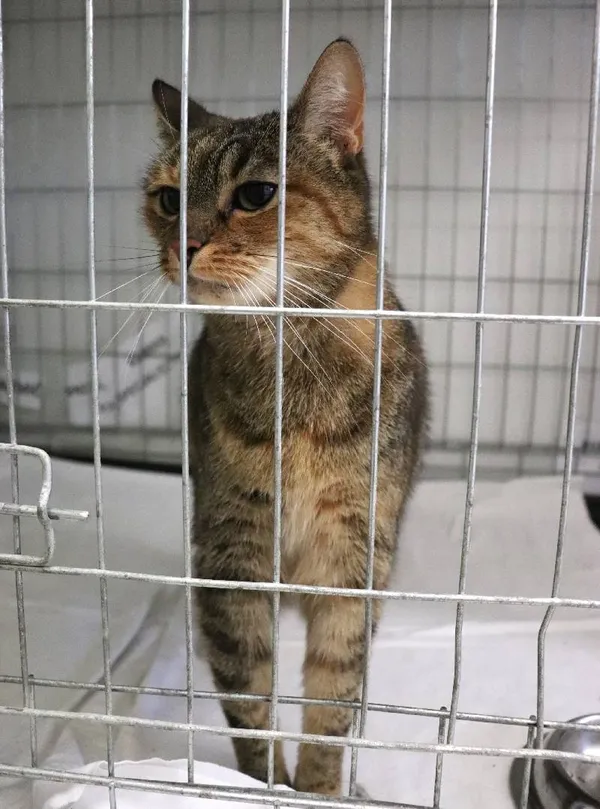 Znaleziono kota, Łódź, 28 lutego 2025 (1/4)