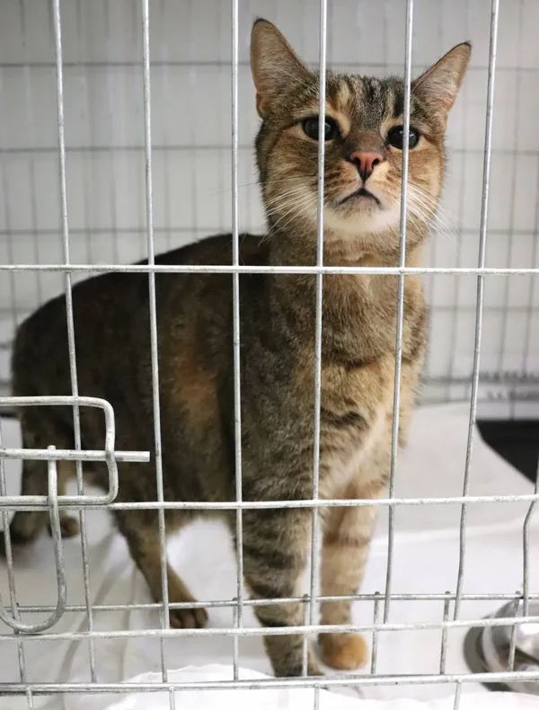 Znaleziono kota, Łódź, 28 lutego 2025 (2/4)