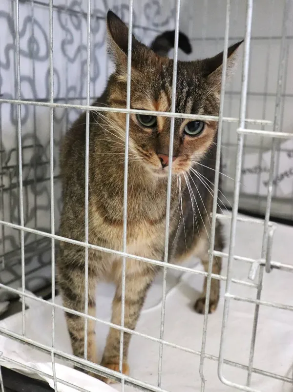 Znaleziono kota, Łódź, 28 lutego 2025 (3/4)