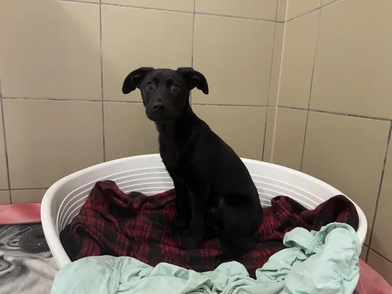 Pies do adopcji, Kraków, 27 lutego 2025