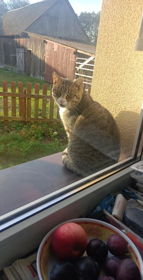 Zaginął kot, Szczytno, 2 marca 2025 (1/2)